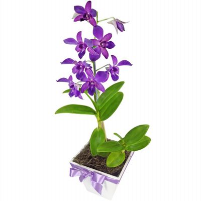 Delicada Orquídea Denphal em Cachepó de Madeira - Fênix Floricultura -  Flores e presentes