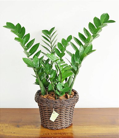 Zamioculca No Cachepot