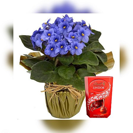 Violeta decorada Com Chocolate Lindt