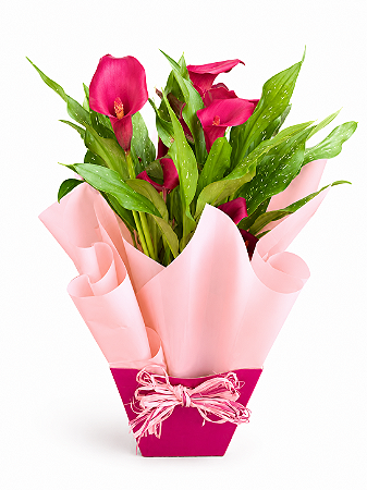 Callas Pink