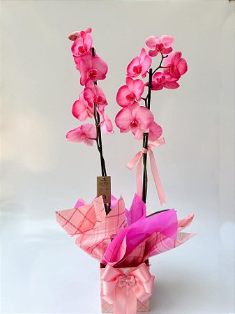 Luxuosa Orquídea Barbie