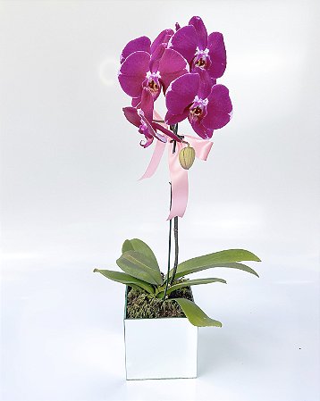 Orquídea Phalaenopsis Pink no vaso de vidro Espelhado