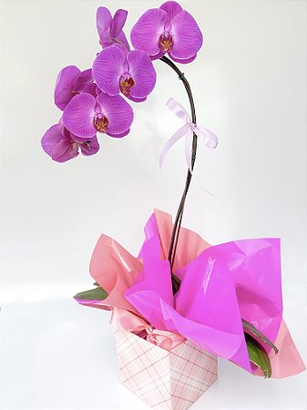 Orquídea Pink Cascata No Cachepô