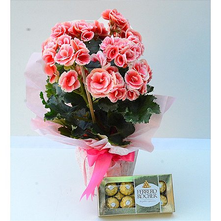 Begônia Rosa Com Chocolate Ferrero Rocher