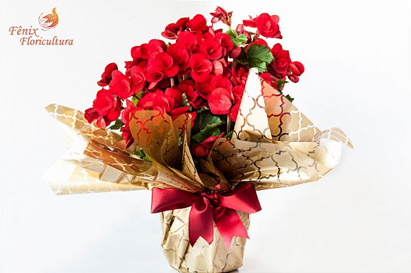 Surpresa de Begônia Vermelha - Fênix Floricultura - Flores e presentes