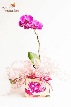 Orquídea Phalaenopsis Pink Presente Com Chocolate