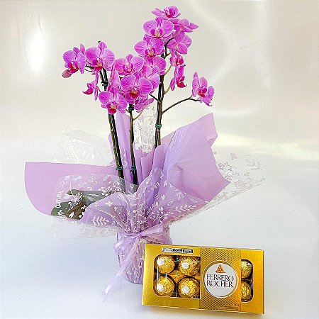 Mini Orquídea Rara Lilás Com Chocolate