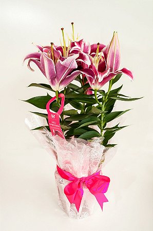 Lírio Rosa da Ternura – Plantado com Amor