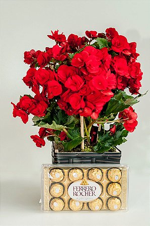 Begônia Vermelha Com Chocolate Ferrero Rocher Pra Dizer Que Te Amo
