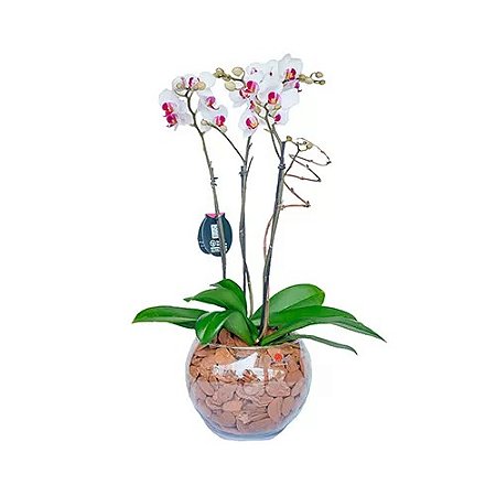 Mini Orquídea Rara no  Vaso De Vidro