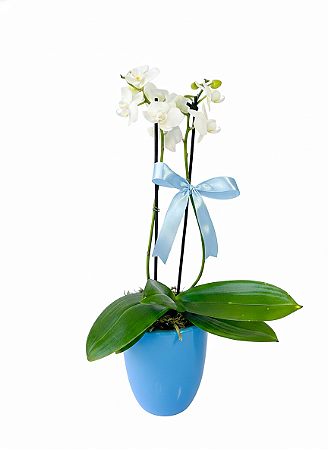 Mini Orquídea no Vaso de Cerâmica Azul