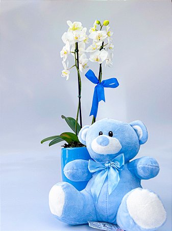 Mini Orquídea no Vaso de Cerâmica Azul com Urso