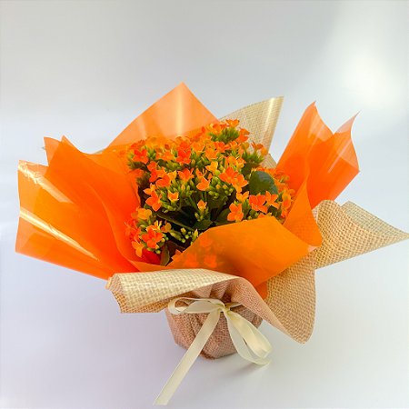 Kalanchoe Laranja