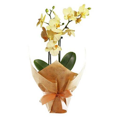 Mini Orquídea Baby Cor Variadas