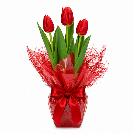 Românticas Tulipas Plantadas