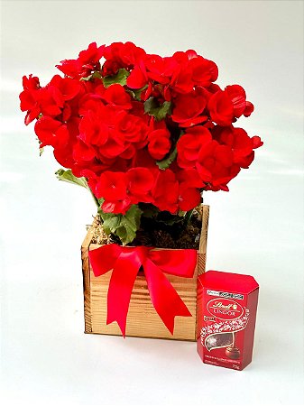 Encanto de Begônia Com Chocolate Lindt