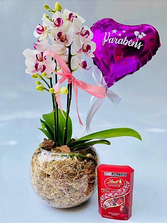 Mini Orquídea Semi Alba Com Chocolate Lindt 75 G e Balão