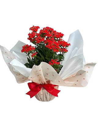 Vaso de Kalanchoe Variado