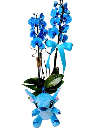 Orquídea Azul com Urso de pelúcia Lilo Stitch