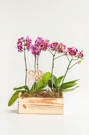 Jardineira de orquídeas exóticas com Ferrero Rocher - Fênix Floricultura -  Flores e presentes