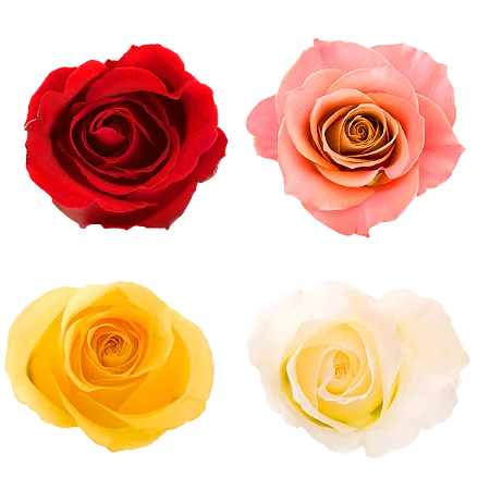 Botão de Rosa Colorida Individual