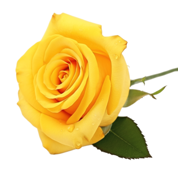 Botão de Rosa Amarela