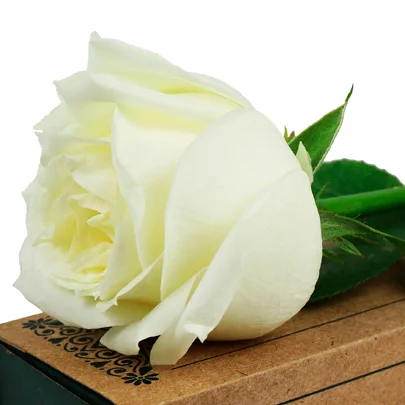 Botão de Rosa Branca