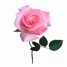 Botão de Rosa na Cor Rosa