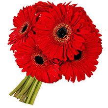 Buquê de Gerberas Vermelhas