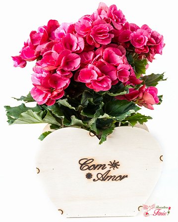 Luxuosa Begônia Rosa para dizer que te amo