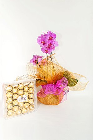 Luxuosa Orquídea Phalaeonopolis Cascata Pink com Chocolate