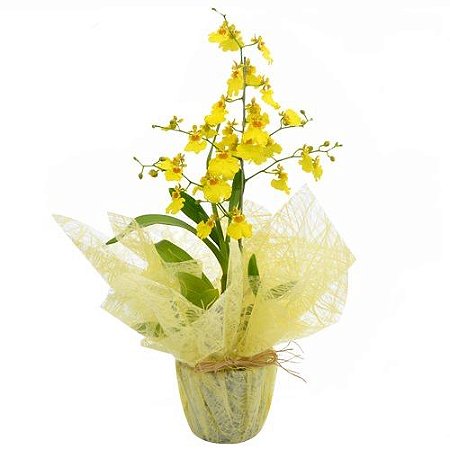 Orquídea da Prosperidade - Fênix Floricultura - Flores e presentes