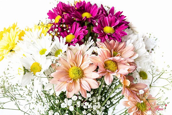 Luxuoso Mix de Margaridas Coloridas - Fênix Floricultura - Flores e  presentes