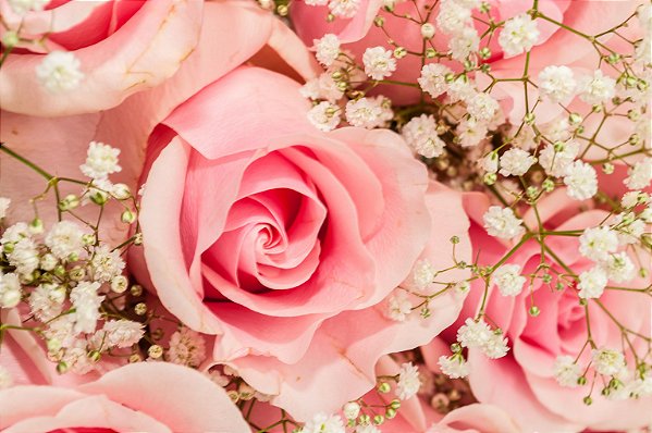 Luxuoso buquê de rosas colombianas na cor rosa - Fênix Floricultura - Flores  e presentes