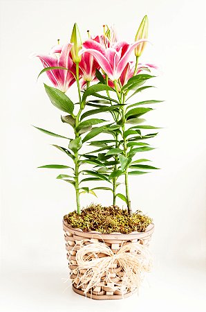 Lírio rosa plantado