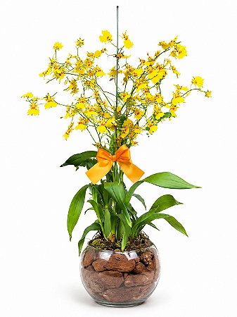 Orquídea Chuva de Ouro Premium