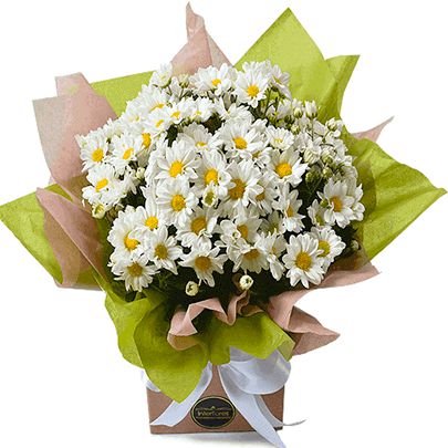 Mini margarida encantada - Fênix Floricultura - Flores e presentes