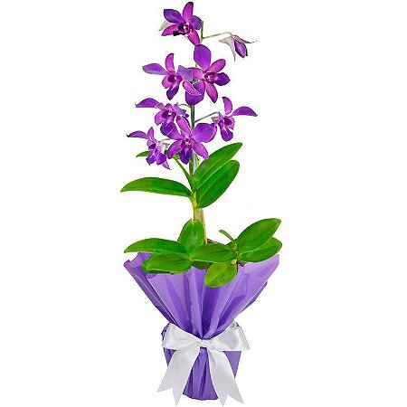 Orquídea denphal - Fênix Floricultura - Flores e presentes