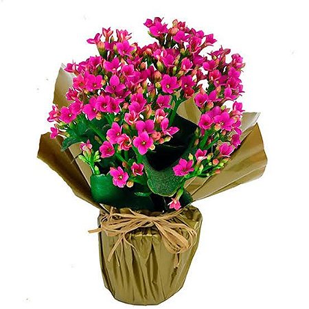 Mini Flor da Fortuna Laranja ou Rosa