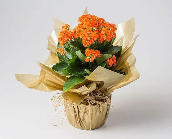 Mini Flor da Fortuna Laranja ou Rosa - Fênix Floricultura - Flores e  presentes