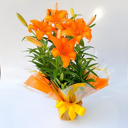 Lírio Laranja Plantado