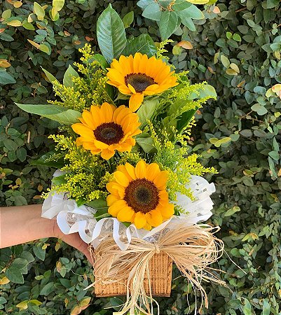 Trio de Girassol no Cachepô Rústico - Raízes do Sol