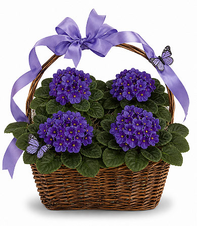 Surpresa de violetas Roxas