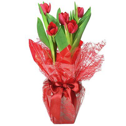 Tulipa Plantada Especial