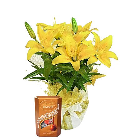 Lírio Amarelo com Lindt Sortido