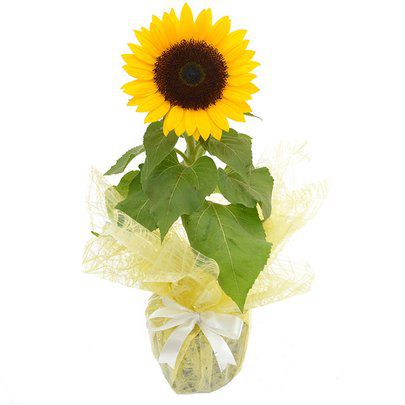 Girassol Plantado  Para Presente