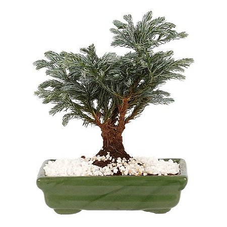 Bonsai Pássaro Azul