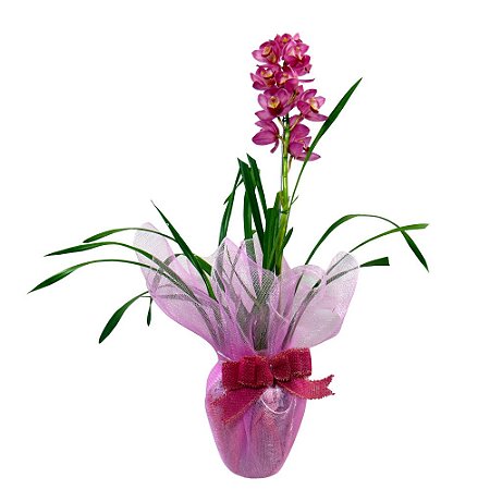 Orquídea Cymbidium Pink