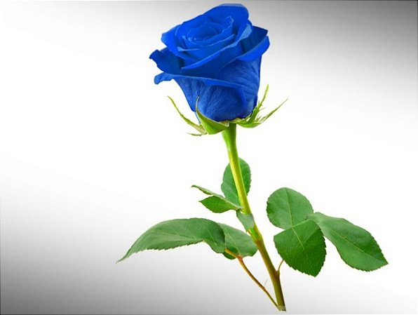 Botão de Rosa Azul Premium - Fênix Floricultura - Flores e presentes