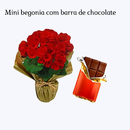 Begônia Mini com Barra de Chocolate